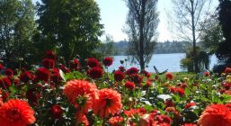 Бодензее - Баварски замъци - Залцбург - Мюнхен